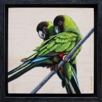 Nanday Parakeets