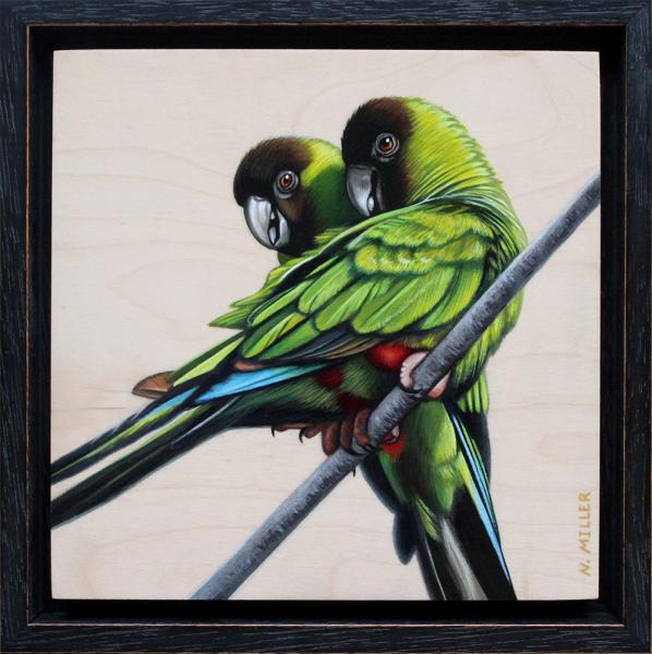 Nanday Parakeets picture