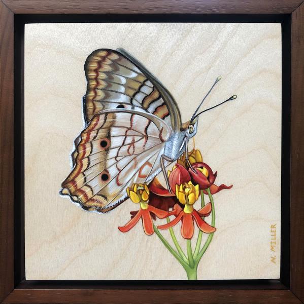 Painted Lady Butterfly picture