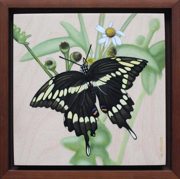 Giant Swallowtail Butterfly