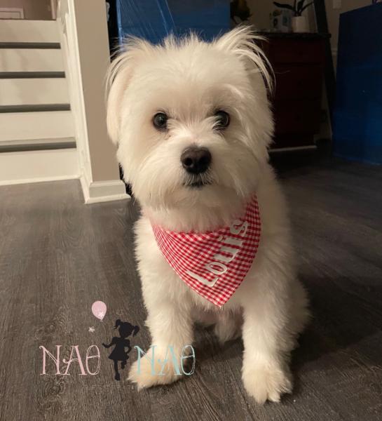 Custom Dog Bandana picture