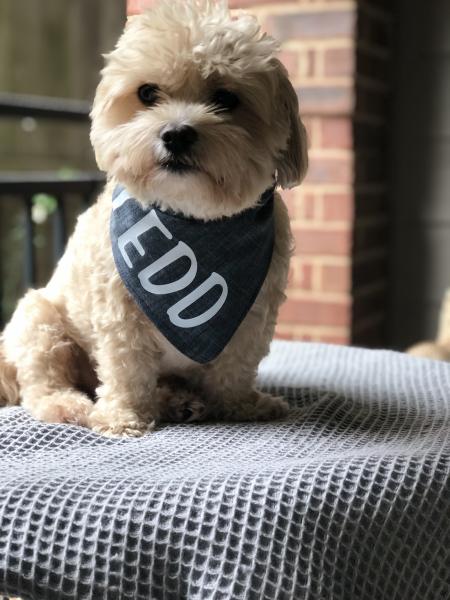 Custom Dog Bandana picture