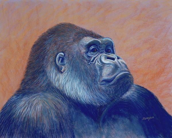 The Ambassador - Silverback Gorilla picture