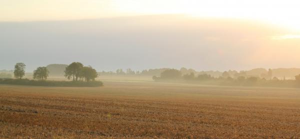 Mist of the Wheat picture