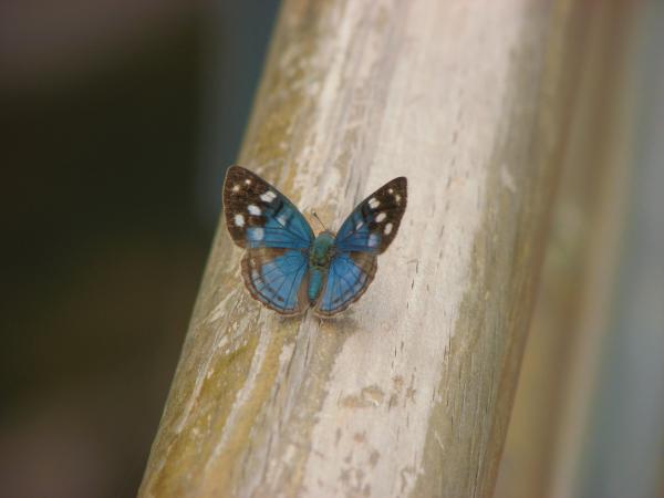 Mariposa de Iguazu