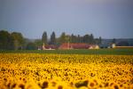 Turnesol et Cultiver