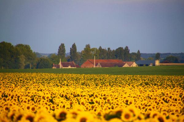 Turnesol et Cultiver