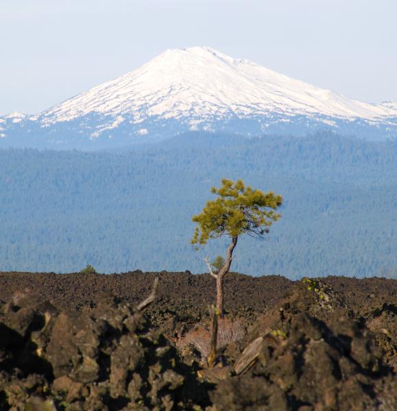 Lone Tree at Mt. Bachelor picture