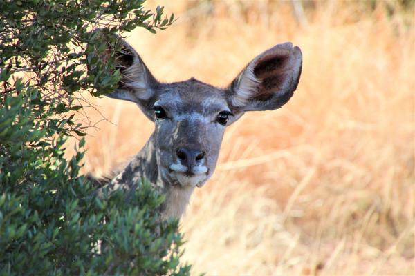 Peekaboo Kudu