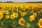 Bon Jour Turnesol!