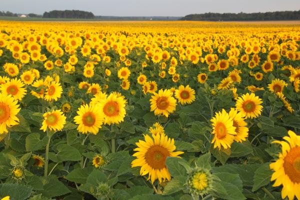 Bon Jour Turnesol! picture