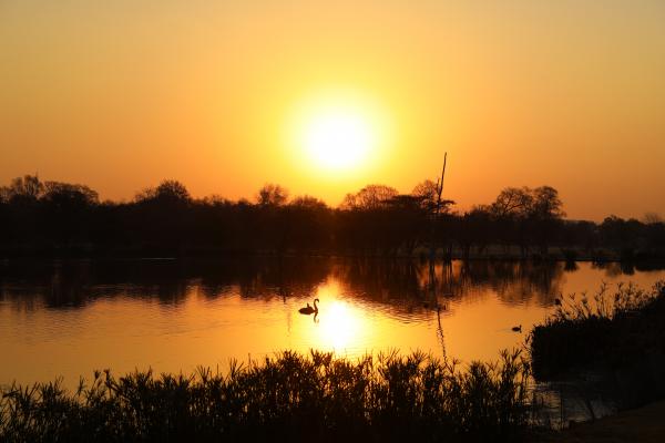 The Swan Sunset