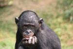 Le Bonobo
