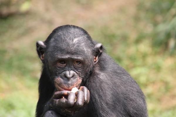 Le Bonobo