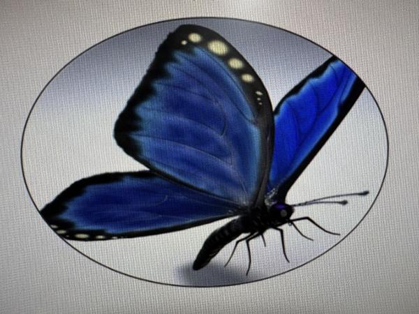 Blue Butterfly Doll Boutique