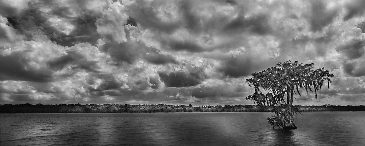 "Lone Cypress, St Martin's Parish, LA" 36x90 Gallery Presentation