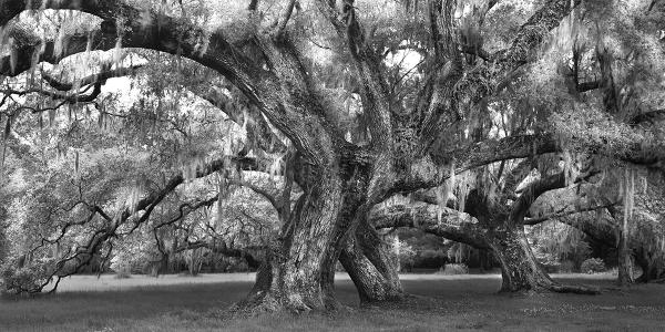 "Cotillion, SC" 25x50 Framed Presentation