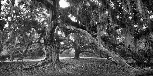 "The oaks of Fontainebleau, LA"  42x84 Framed Presentation picture