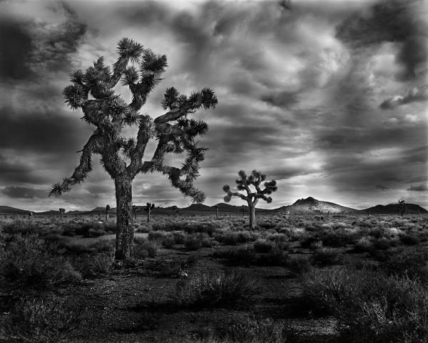 "Darwin Flats, CA" 40x50 Framed Presentation picture