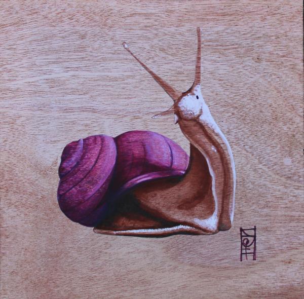 Snail Canvas Print picture