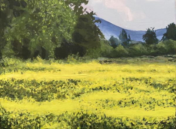 Mountain Field of Yellow Wildflowers