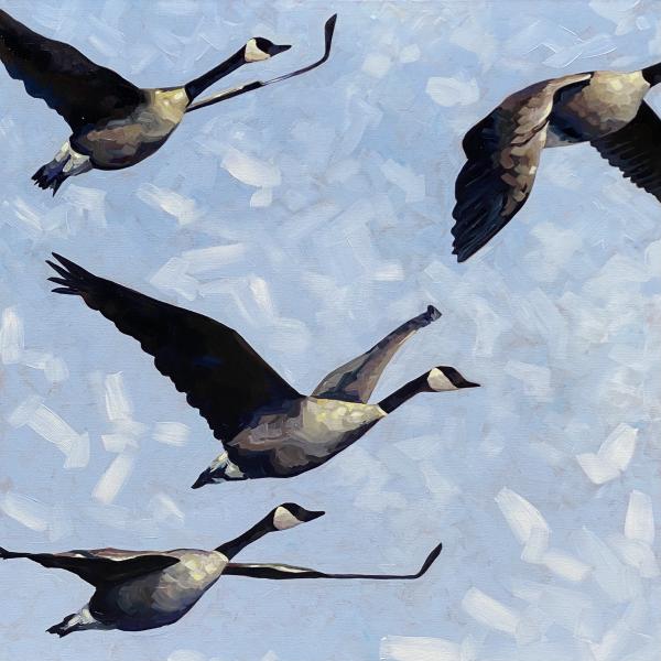 3 3/4 Canadian Geese picture