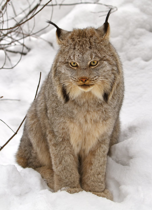 Lynx Den