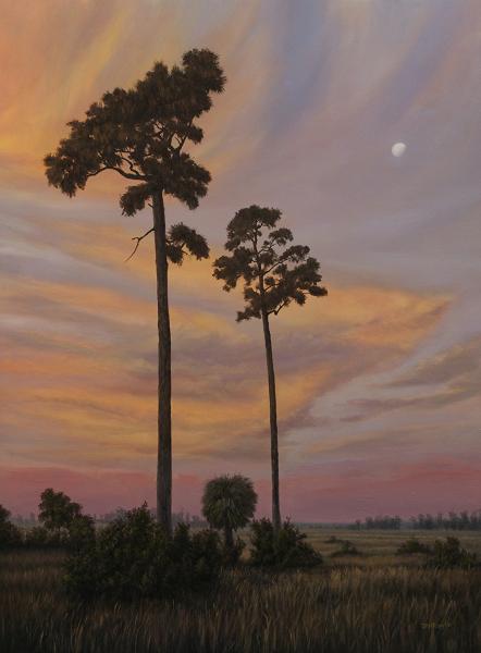 Slash Pines and Moon at Sunrise