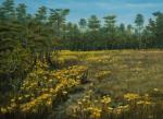 Pitcher Plant Savannah Field Study, May 1