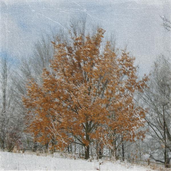 Winter Oak Tree