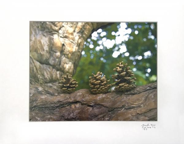 Pine Cone Trio