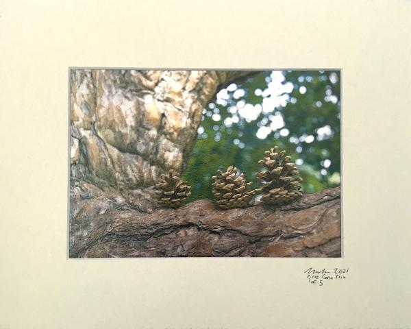 Pine Cone Trio picture