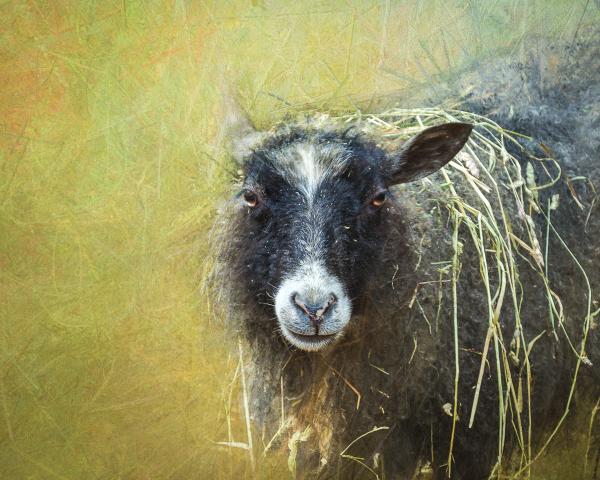 Roll in the Hay