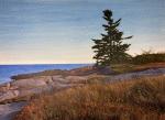 "Lone Spruce"