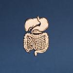 Wood Digestive System Pin