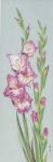 Gladiolus