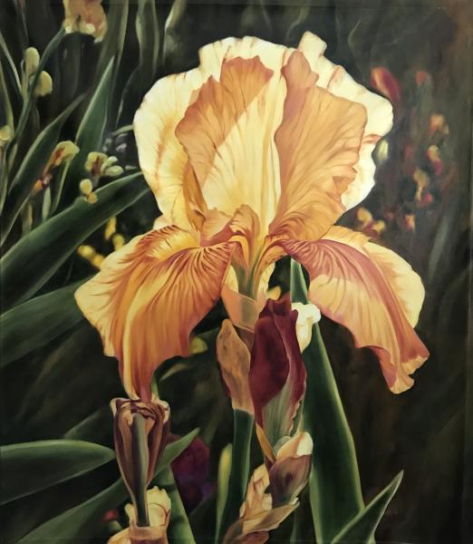 Iris picture