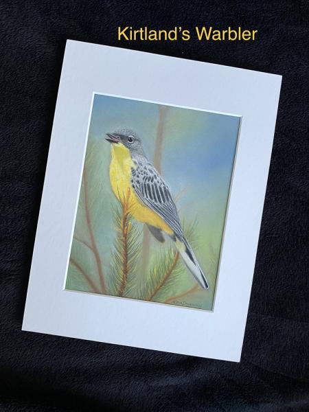 Kirtland’s Warbler picture