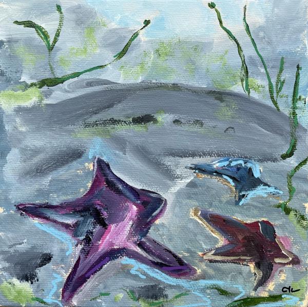 Starfish Study V picture