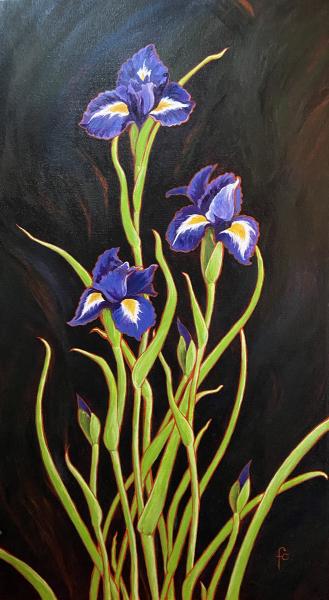 Irises picture