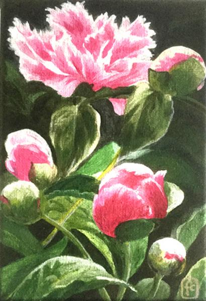 Peonies picture