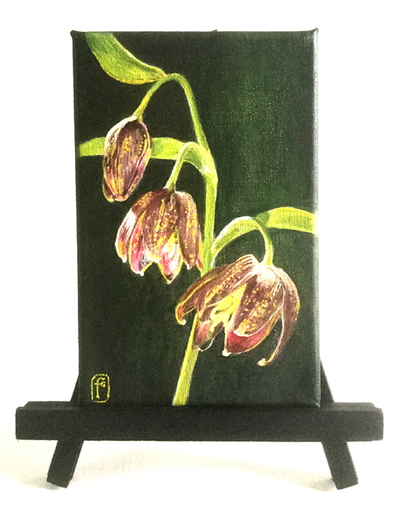 Fritillaria picture