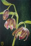 Fritillaria