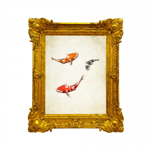 scavenger Koi