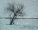 Tree Conversations:  Winter Tree