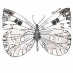 Butterfly Giclee Print (11"x14"): Bath White