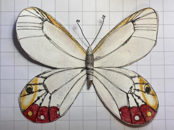 Butterfly/Moth: Cithaerias Esmeralda