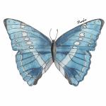 Butterfly Giclee Print (11"x14"): Morpho