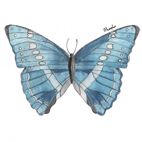 Butterfly Giclee Print (11"x14"): Morpho picture