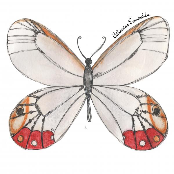 Butterfly Giclee Print (11"x14"): Cithaerias Esmerelda
